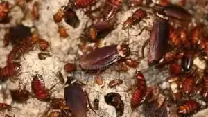Fumigation Pest Control Services – Say Goodbye to Pests!