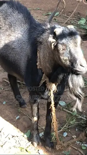Goat for Sale