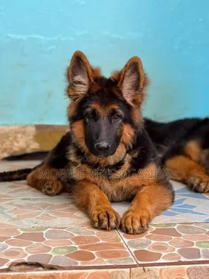 3-6 months Female Purebred German Shepherd