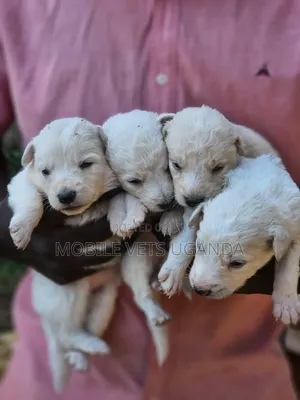 0-1 month Male Purebred Golden Retriever