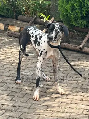 6-12 months Male Purebred Great Dane