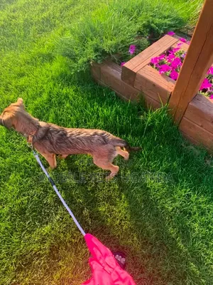 3-6 months Male Mixed Breed German Shepherd