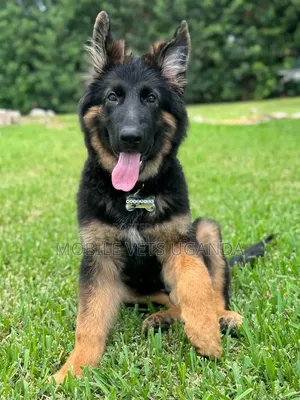 1-3 months Male Purebred German Shepherd