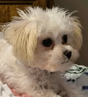 1-3 months Male Purebred Maltese
