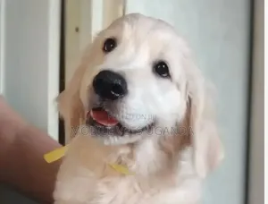 1-3 months Male Purebred Golden Retriever