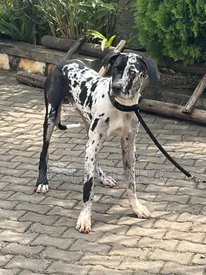 1+ year Male Purebred Great Dane