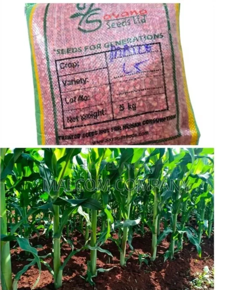 Drought Resistant Maize Seeds 5kg