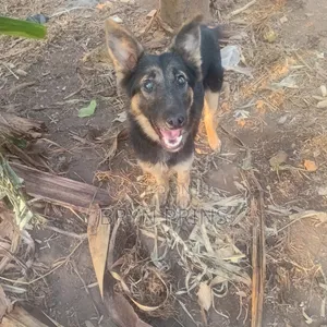 3-6 months Female Mixed Breed German Shepherd