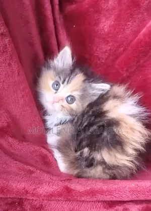 1-3 months Female Purebred Bombay