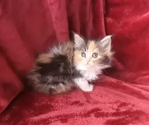 0-1 month Female Purebred Exotic