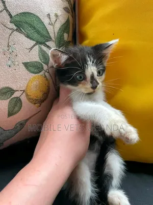 1-3 months Female Purebred American Wirehair