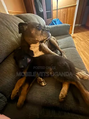 6-12 months Male Purebred Boerboel
