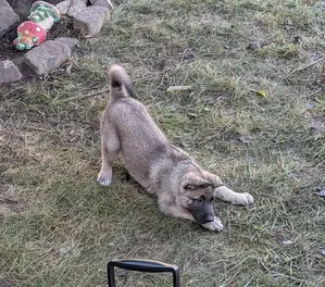 1-3 months Male Purebred German Shepherd