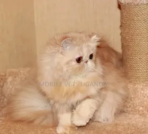 3-6 months Male Purebred Persian