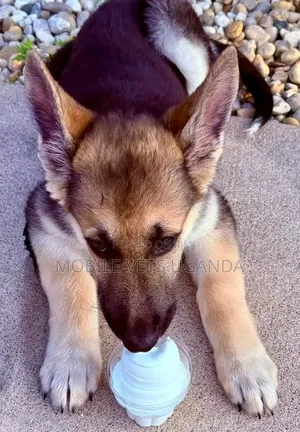 3-6 months Male Purebred German Shepherd