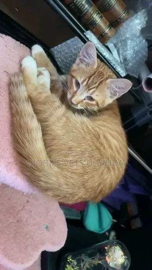 1-3 months Male Purebred Exotic