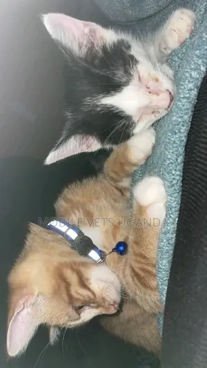 1-3 months Male Purebred Abyssinian