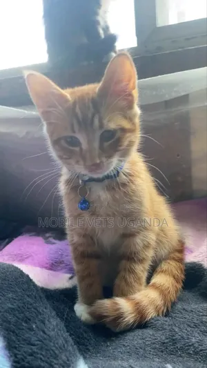 1-3 months Female Purebred Bombay