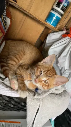 1-3 months Male Purebred Sphynx