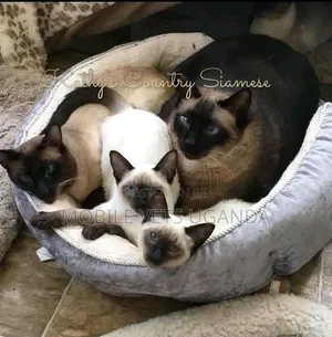 1-3 months Male Purebred Siamese