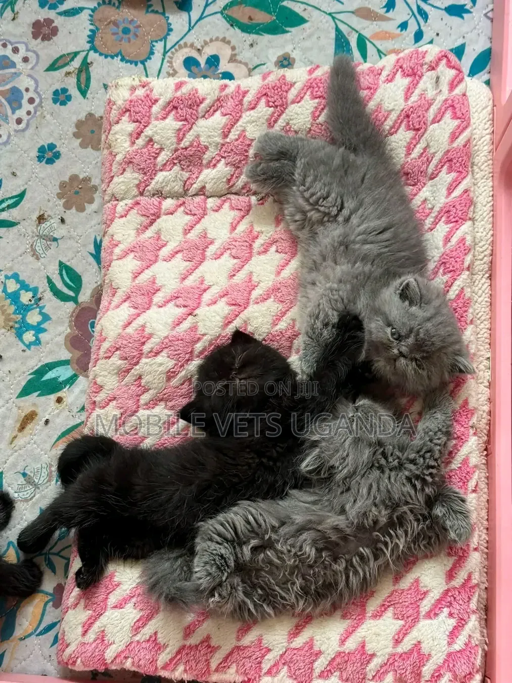 0-1 month Male Purebred Persian