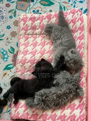 0-1 month Male Purebred Persian