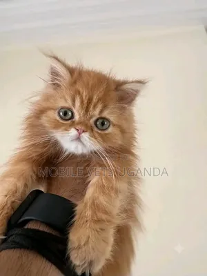 1-3 months Female Purebred Persian