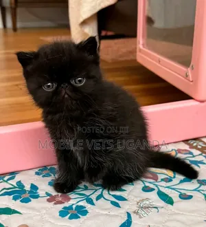 1-3 months Female Purebred Persian