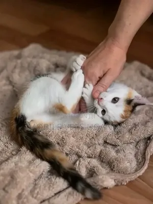 1-3 months Female Purebred Balinese
