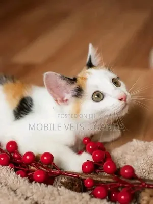 1-3 months Female Purebred American Bobtail