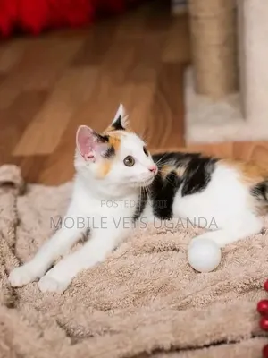 0-1 month Male Purebred Manx