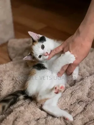 0-1 month Male Purebred Bombay