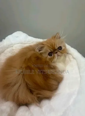 1-3 months Male Purebred Persian