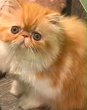 1-3 months Male Purebred Persian