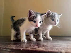 0-1 month Male Mixed Breed Cat