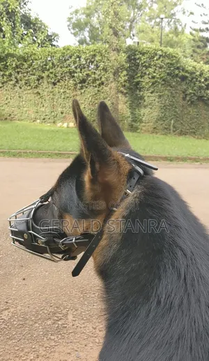Dog Working and Rehabilitation