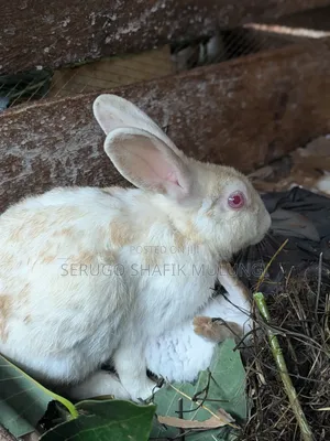 New Zealand White Rabbits for Sale