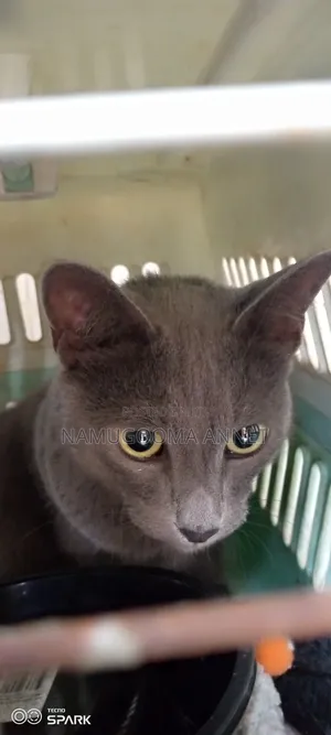 1+ year Male Purebred British Shorthair