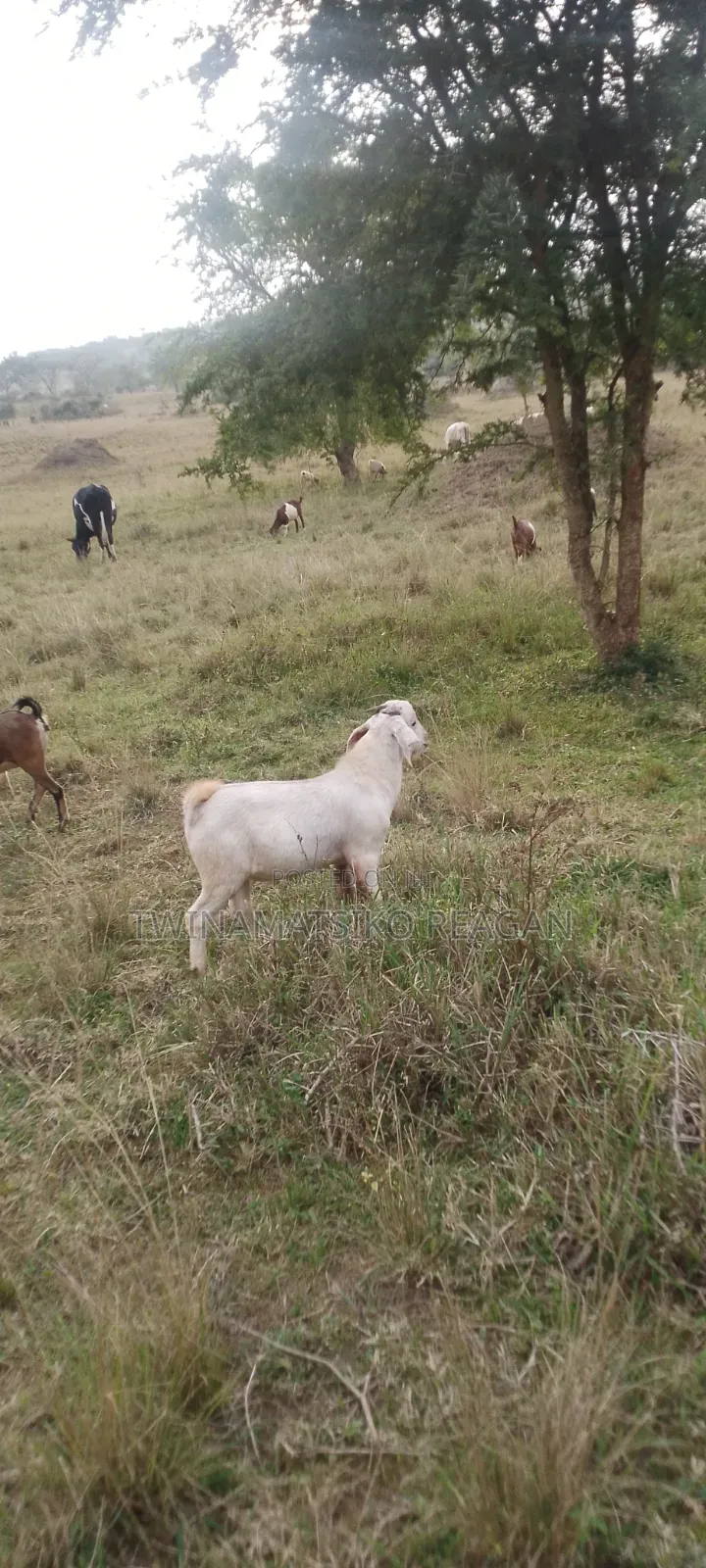 Boer Goats