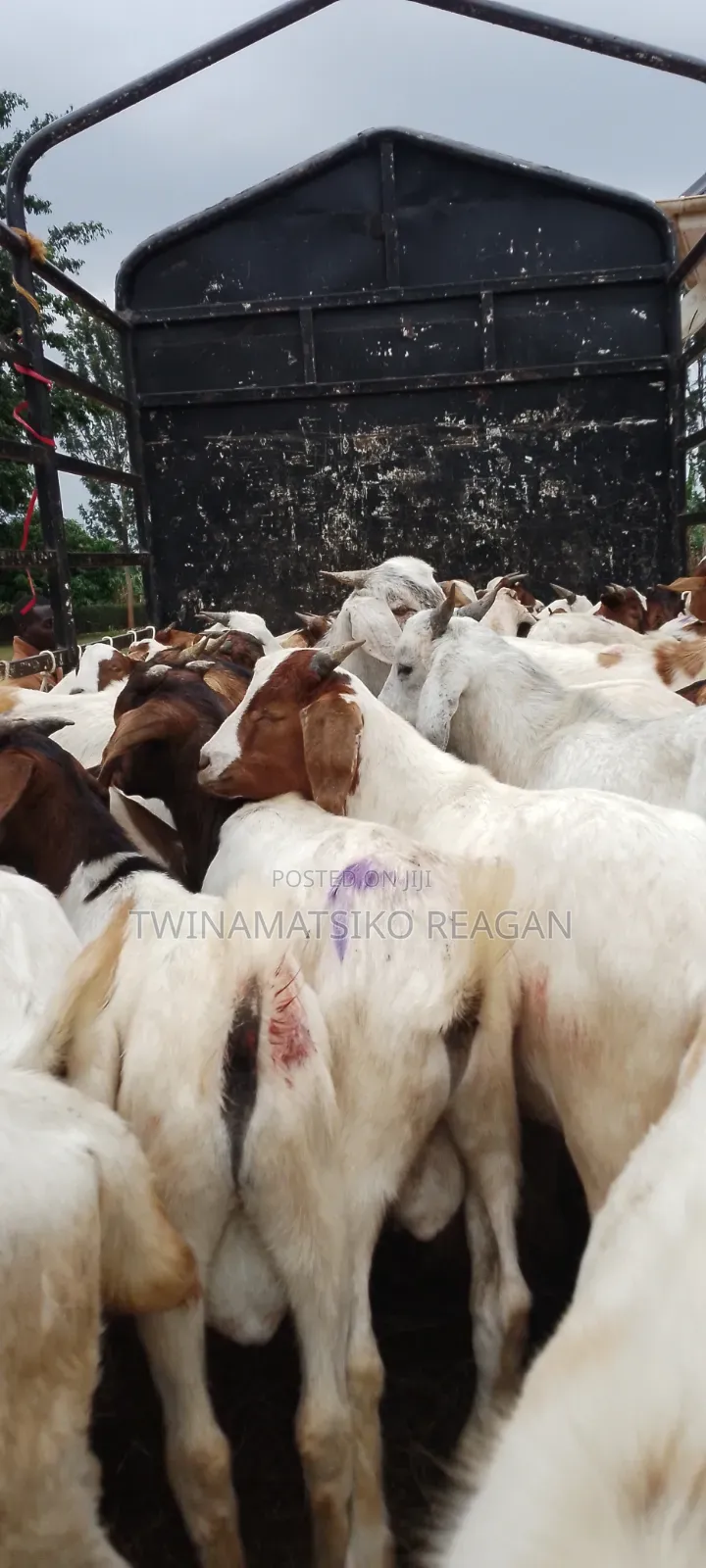 Boer Goats