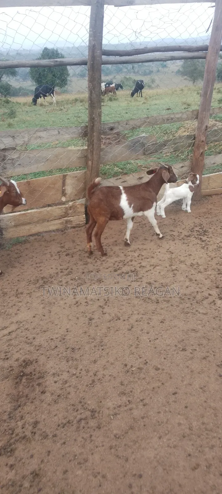 Boer Goats