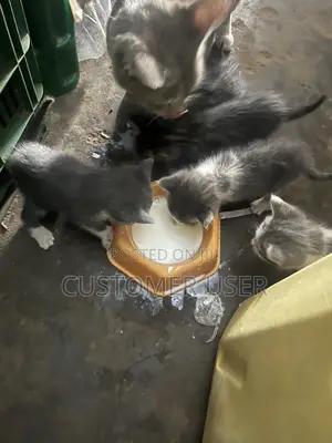 0-1 month Male Mixed Breed Exotic