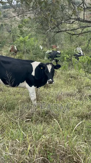 Dairy Heifers