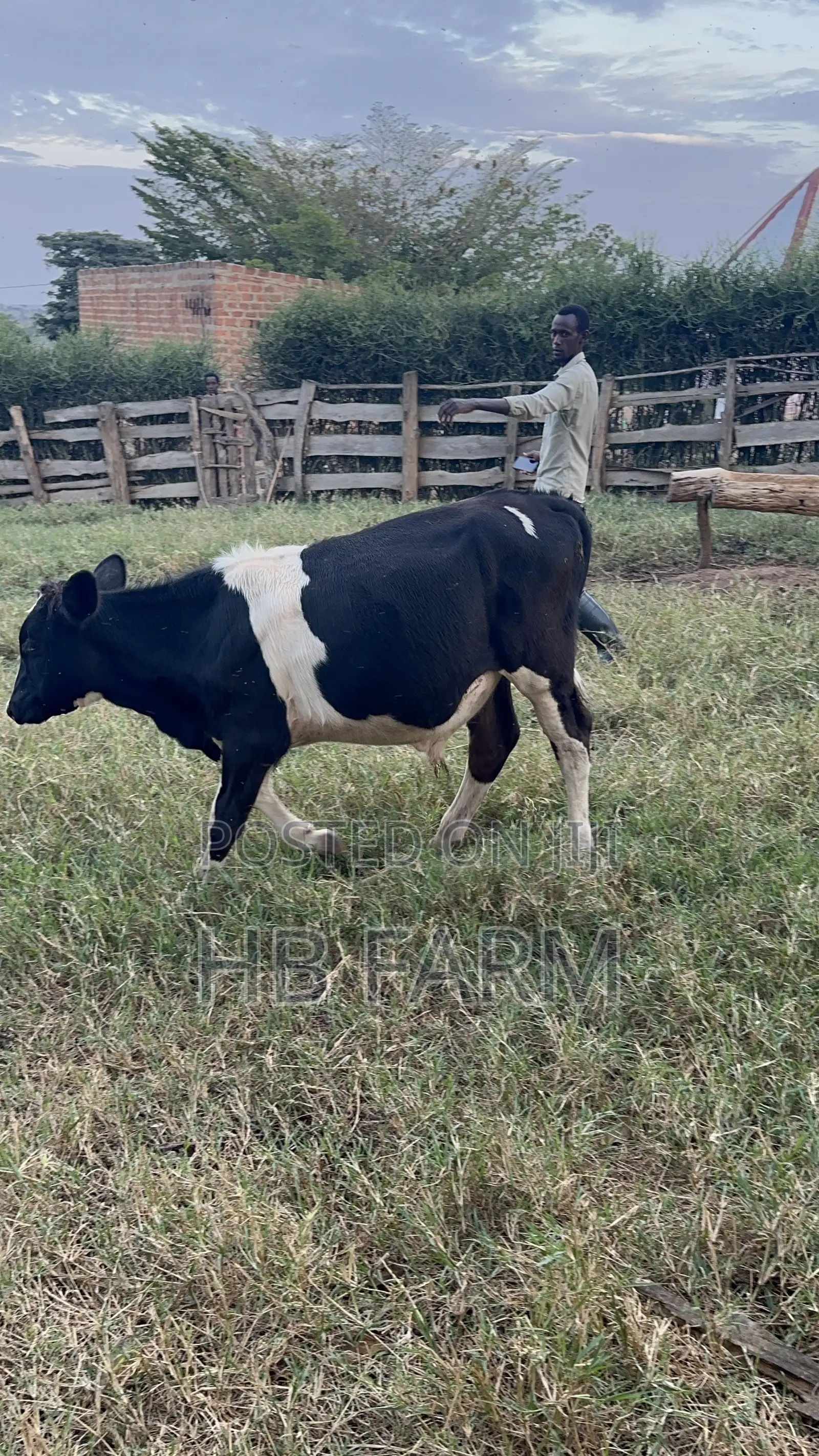 Dairy Heifers