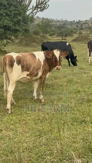 Dairy Heifers