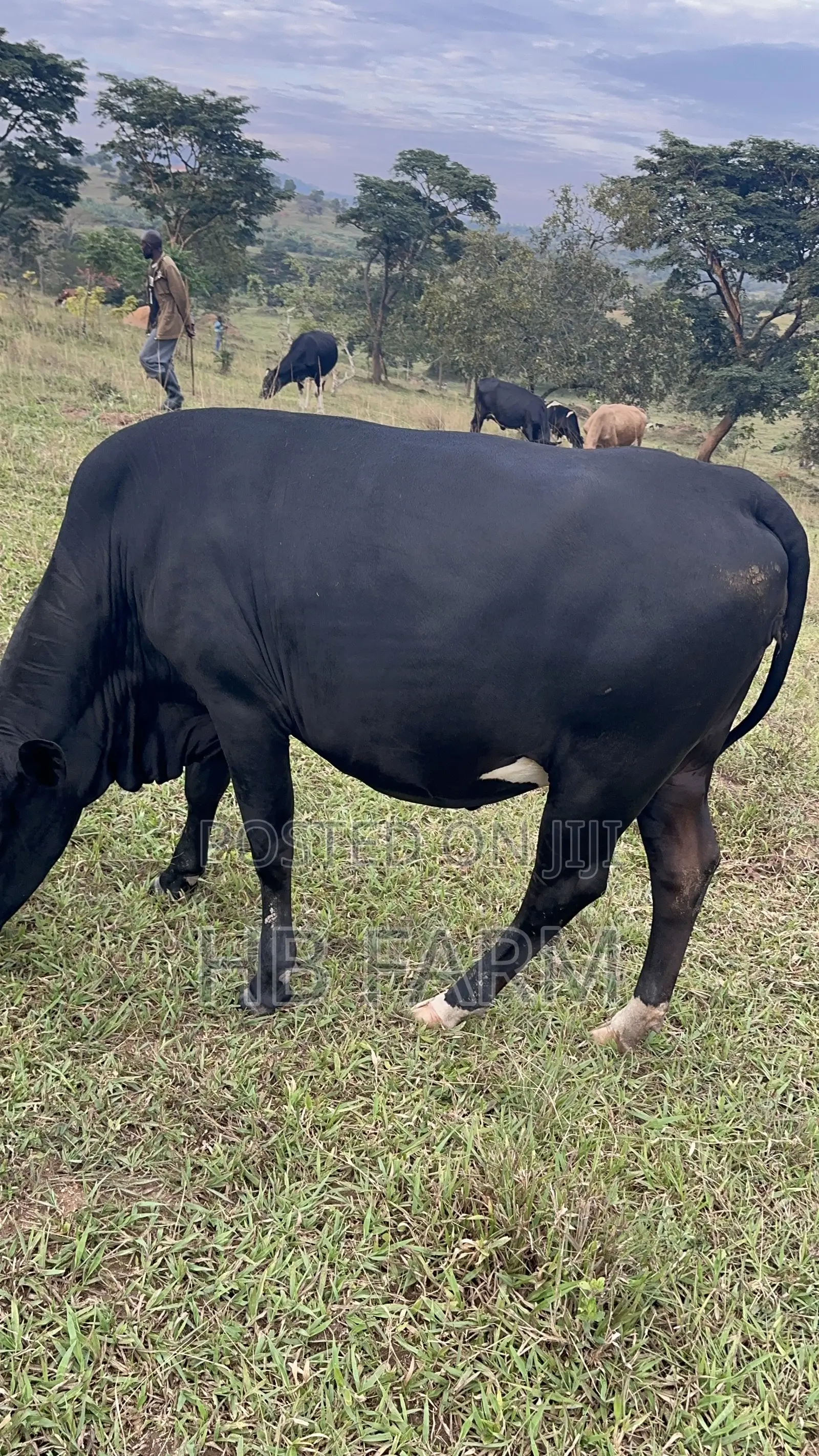 Dairy Heifers