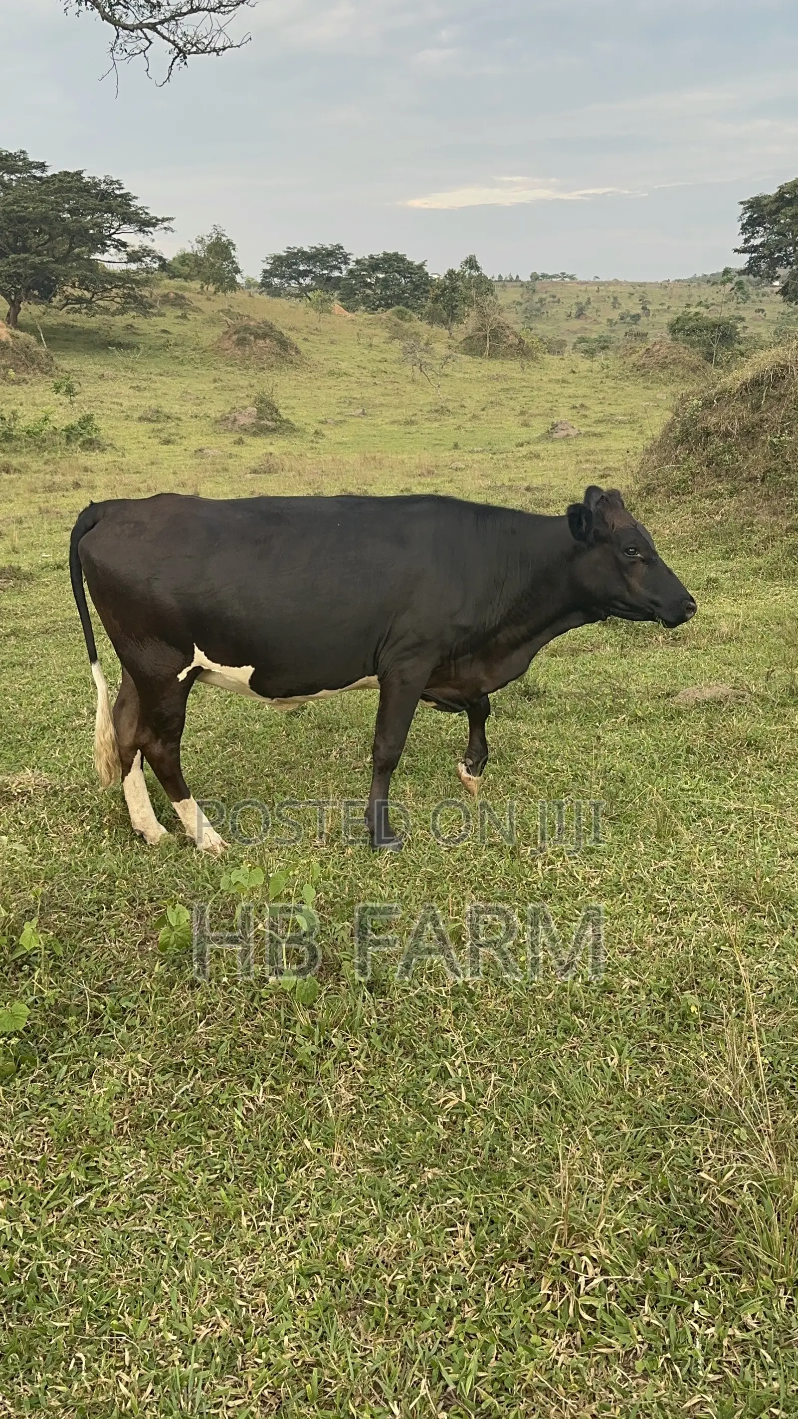 Dairy Heifers