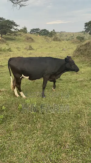 Dairy Heifers