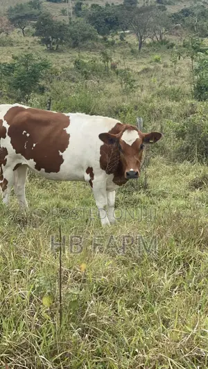 Dairy Heifers