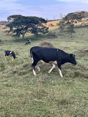 Dairy Heifers